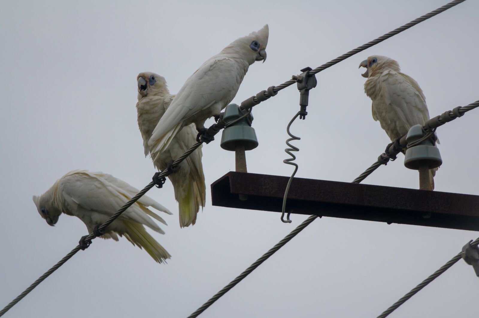 Sony Cyber-shot DSC-RX10 III sample photo. White cockatoo, parrot, bird photography
