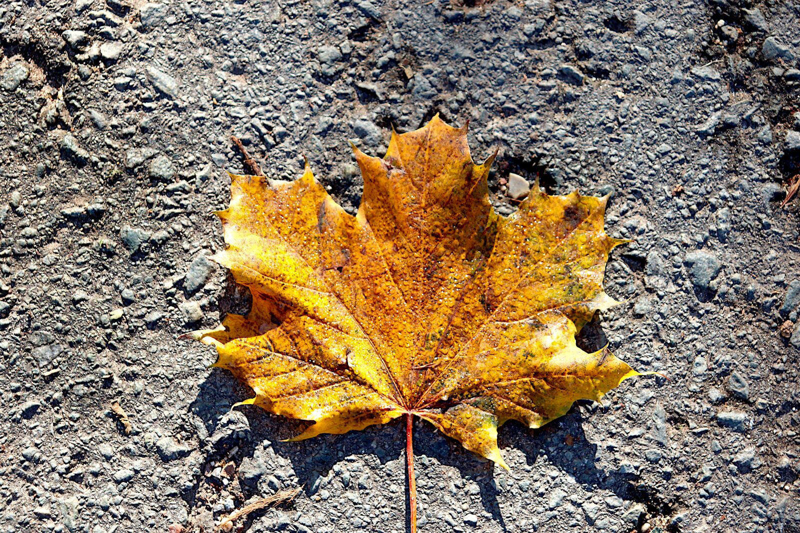 Canon EOS 800D (EOS Rebel T7i / EOS Kiss X9i) sample photo. Autumn leaves, fall colors photography