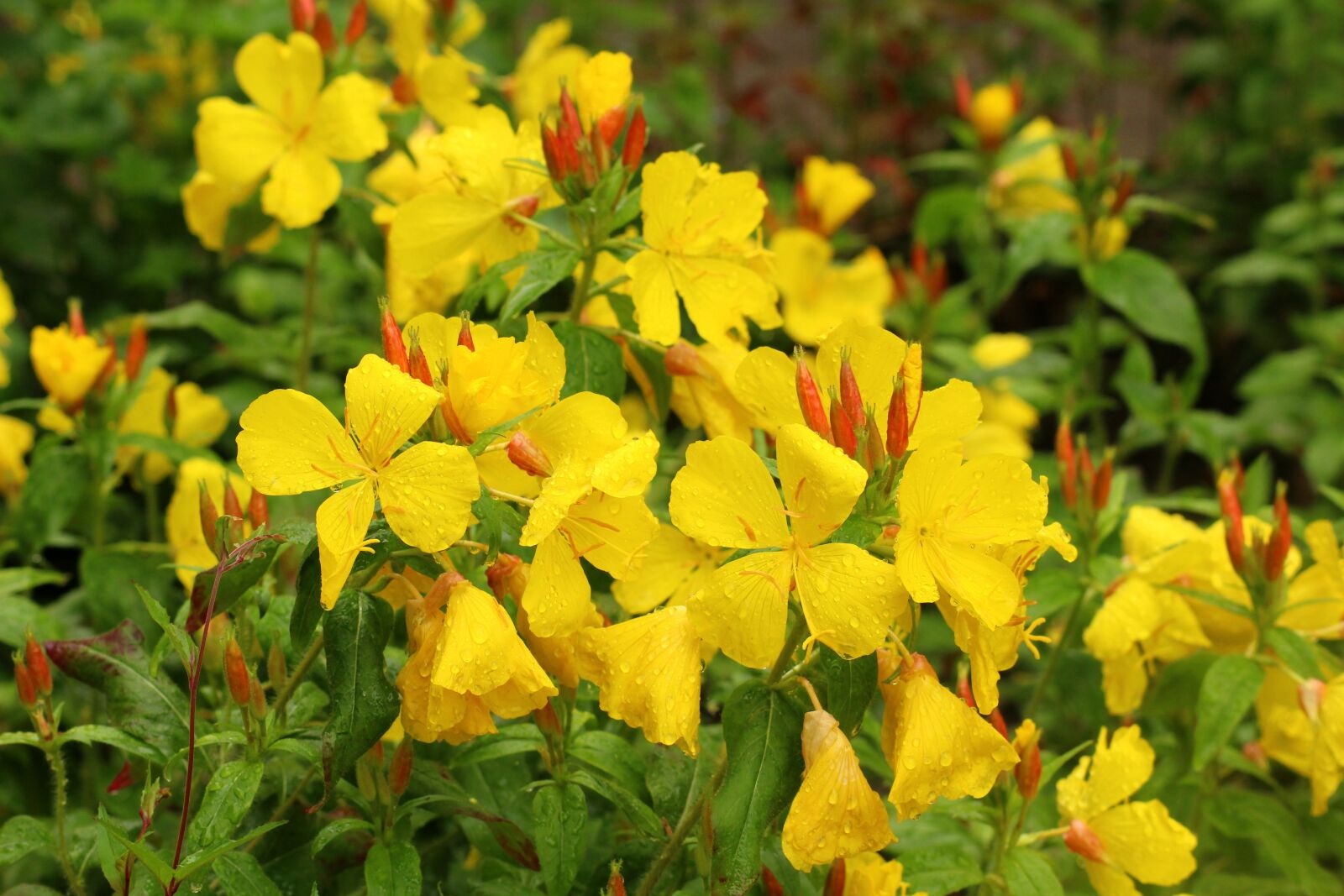Canon EOS 1200D (EOS Rebel T5 / EOS Kiss X70 / EOS Hi) sample photo. Primrose missouryjski, oenothera macrocarpa photography
