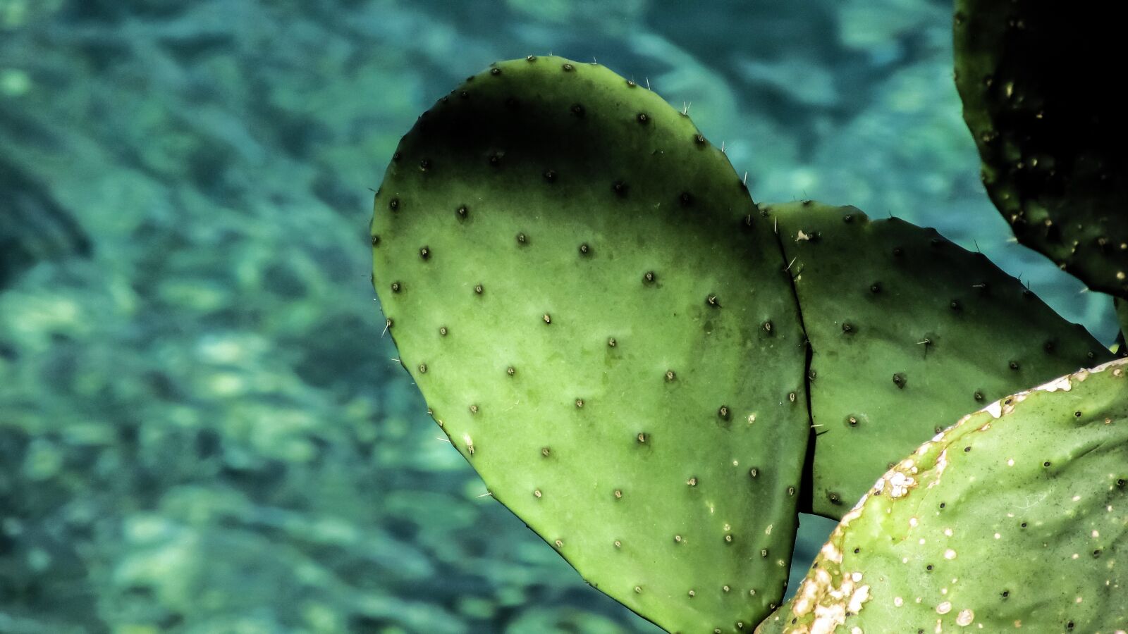 Canon PowerShot SX400 IS sample photo. Prickly pear, cactus, leaf photography