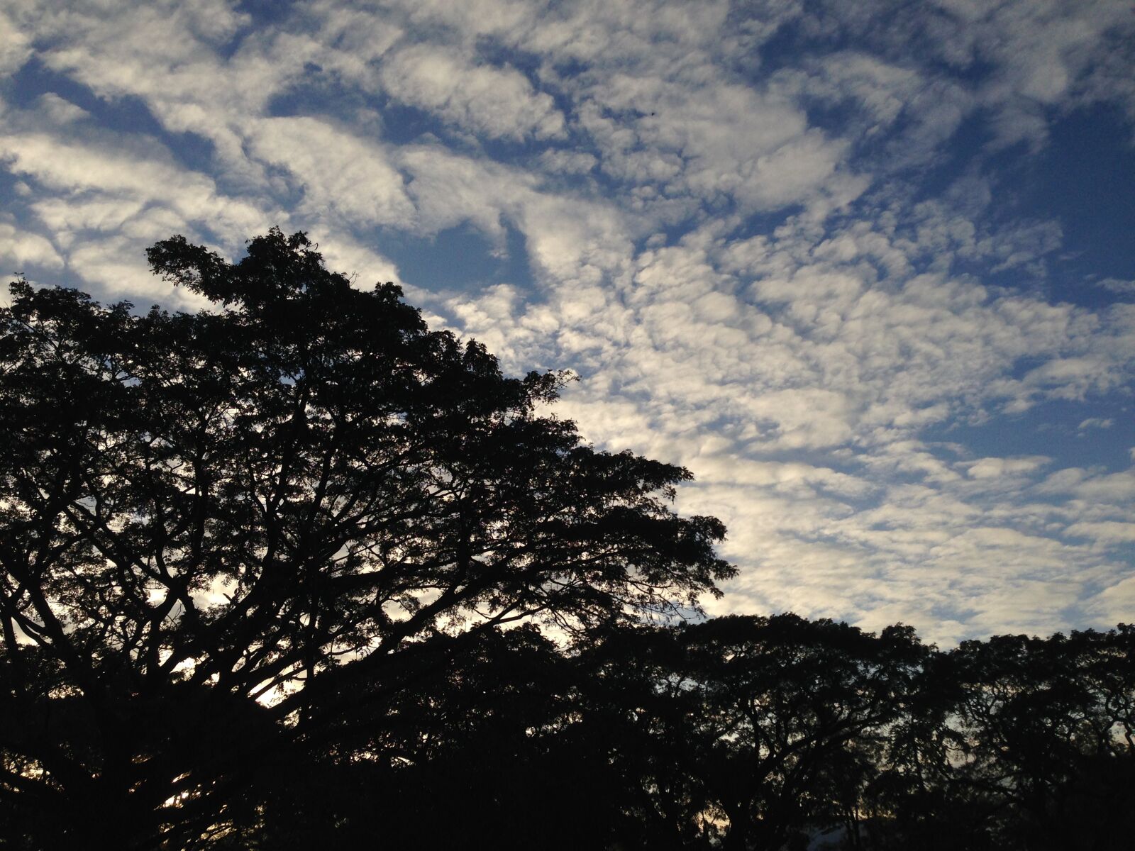 iPhone 5 back camera 4.12mm f/2.4 sample photo. Silhouette, trees, against, sky photography