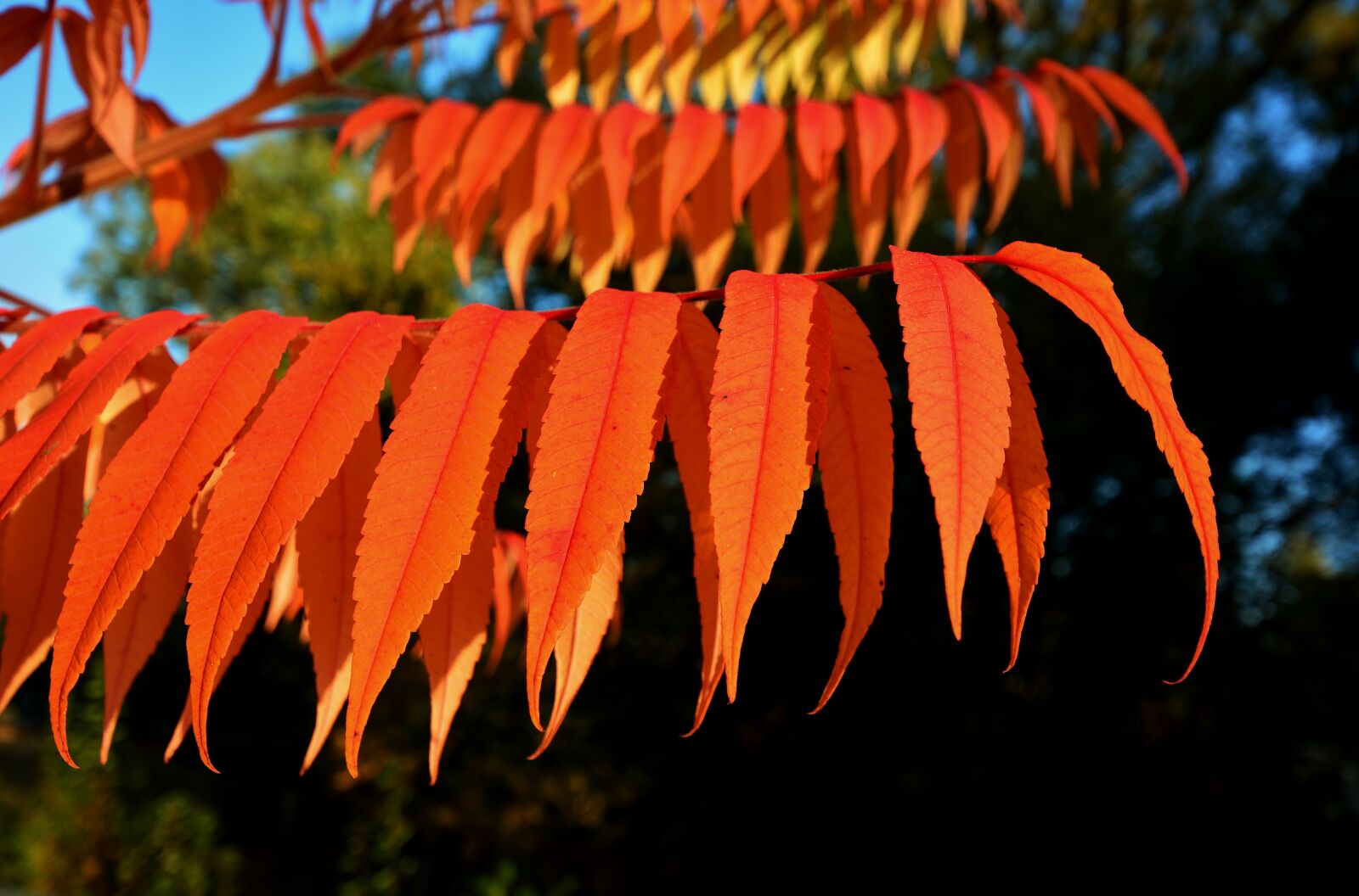 Nikon D5200 sample photo. Sunrise, leaves, mood photography
