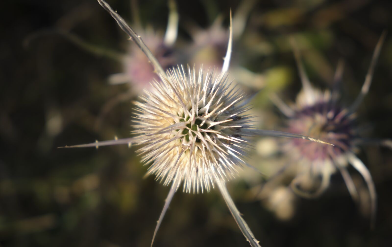 Fujifilm XF 18-55mm F2.8-4 R LM OIS sample photo. Card, from above, thistle photography