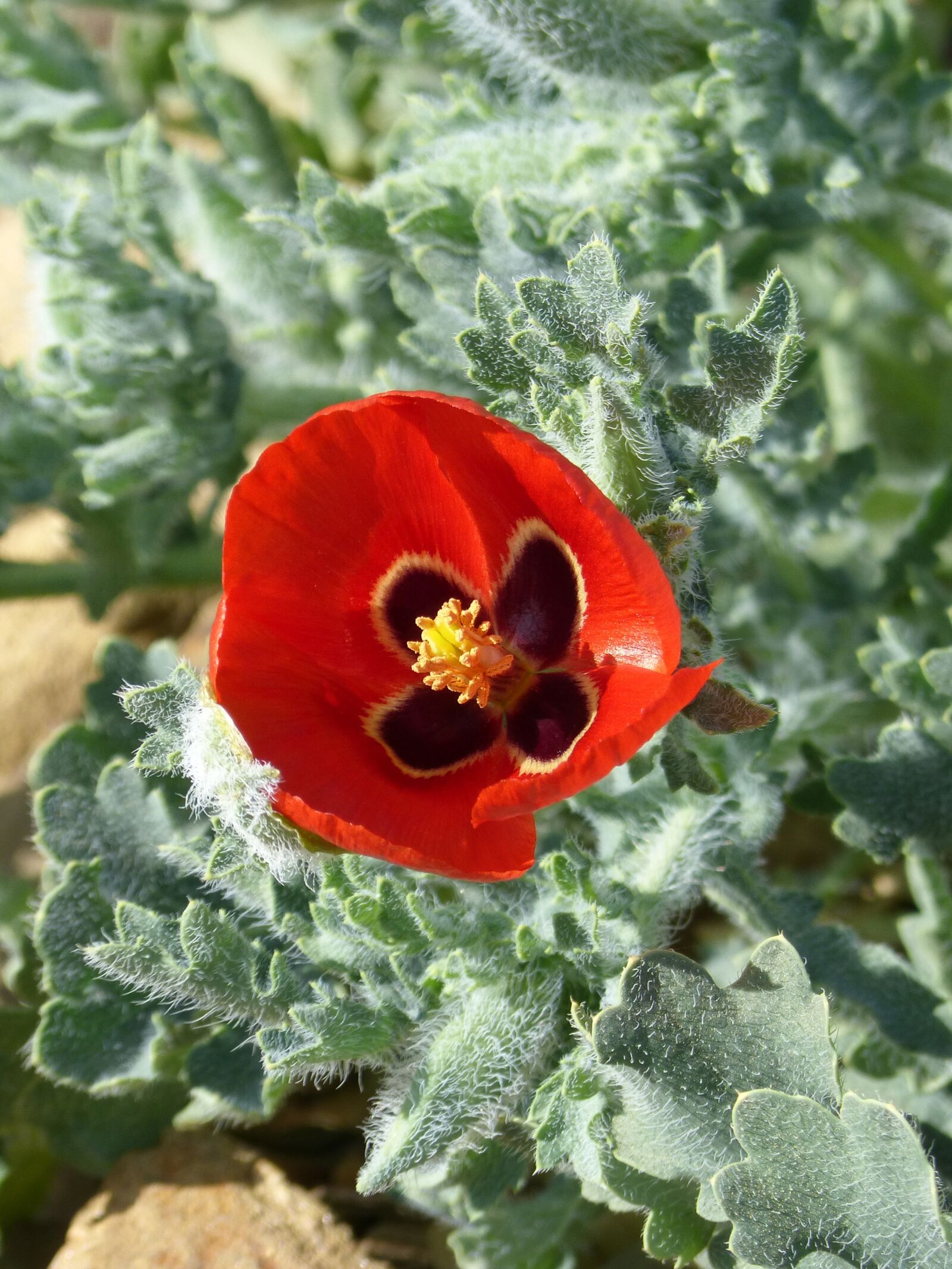 Panasonic DMC-FZ62 sample photo. Flower, glaucium corniculatum, glaucium photography