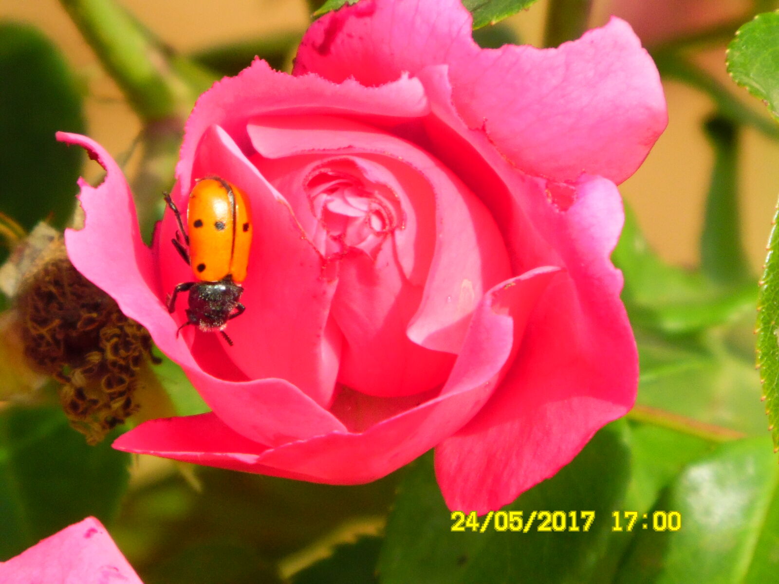 Samsung WB1100F/WB1101F/WB1102F sample photo