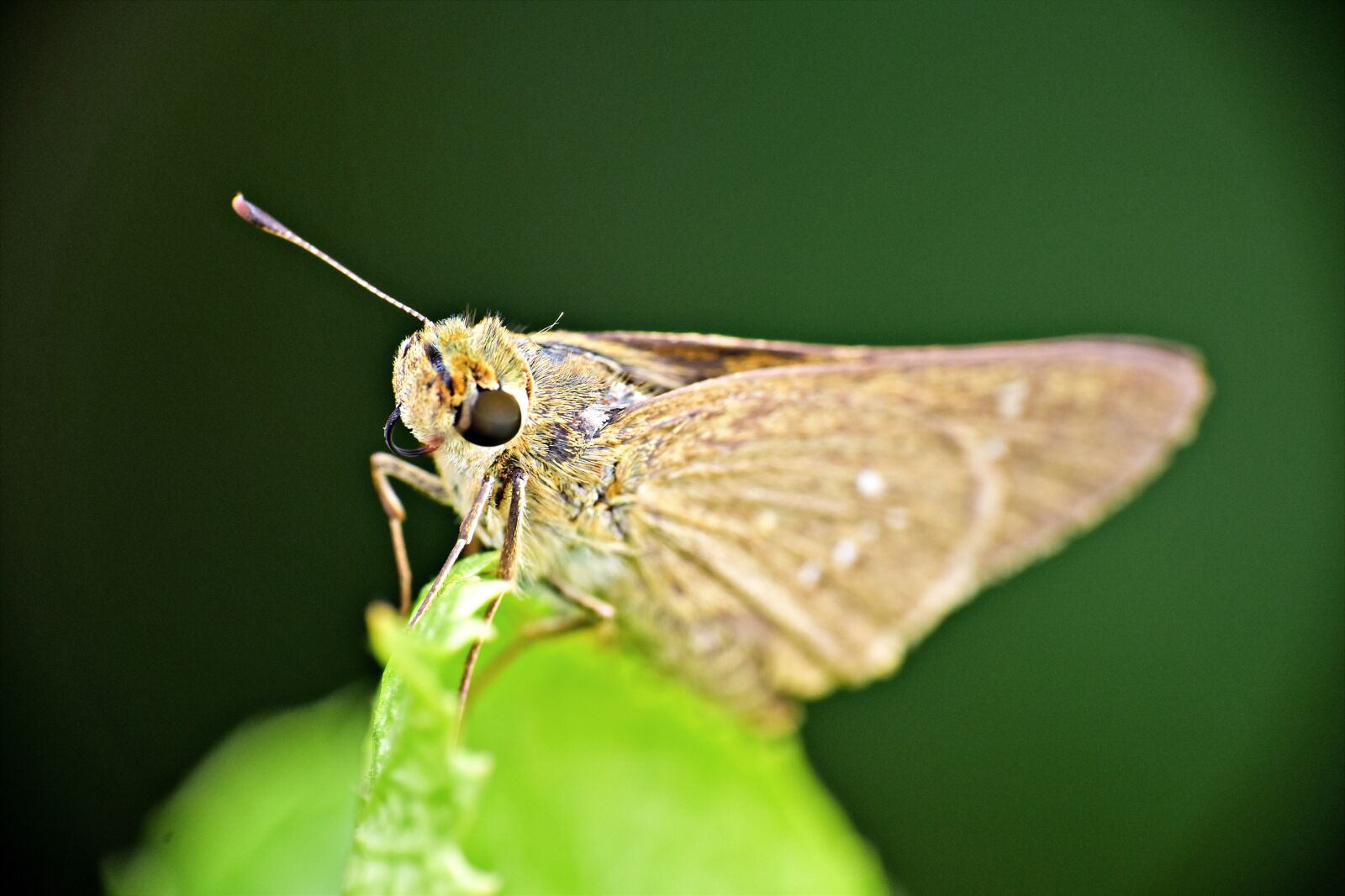Nikon D5600 sample photo. Moth, insect, brown photography