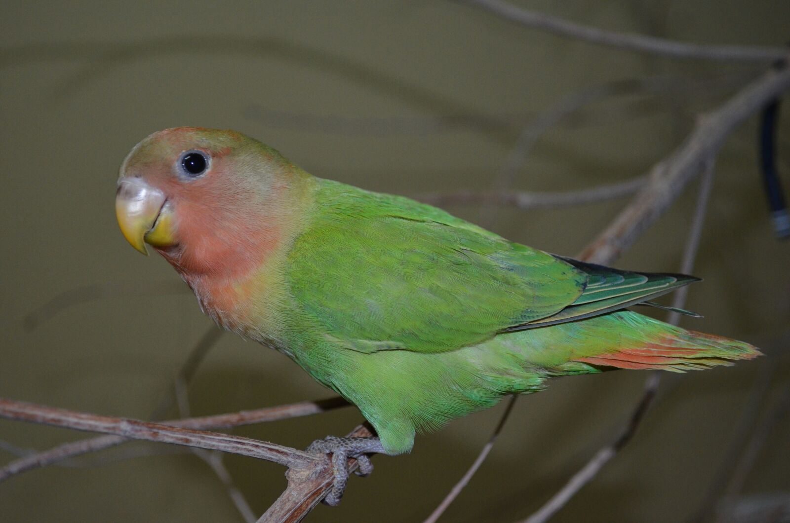 Nikon D5100 sample photo. Love bird, pet, bird photography