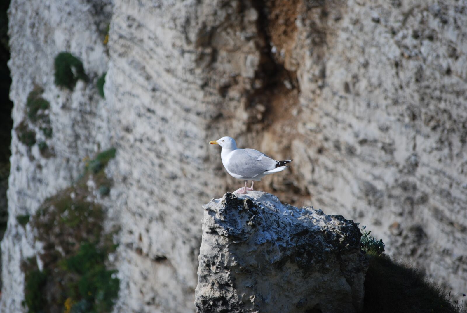 Nikon D60 sample photo. Seagull, sea, bird photography