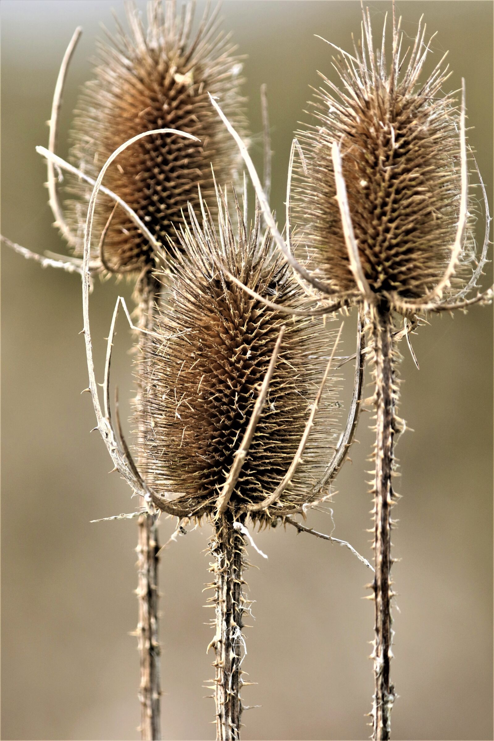 Canon EOS 7D Mark II + 150-600mm F5-6.3 DG OS HSM | Contemporary 015 sample photo. Thistles, withers, dry photography