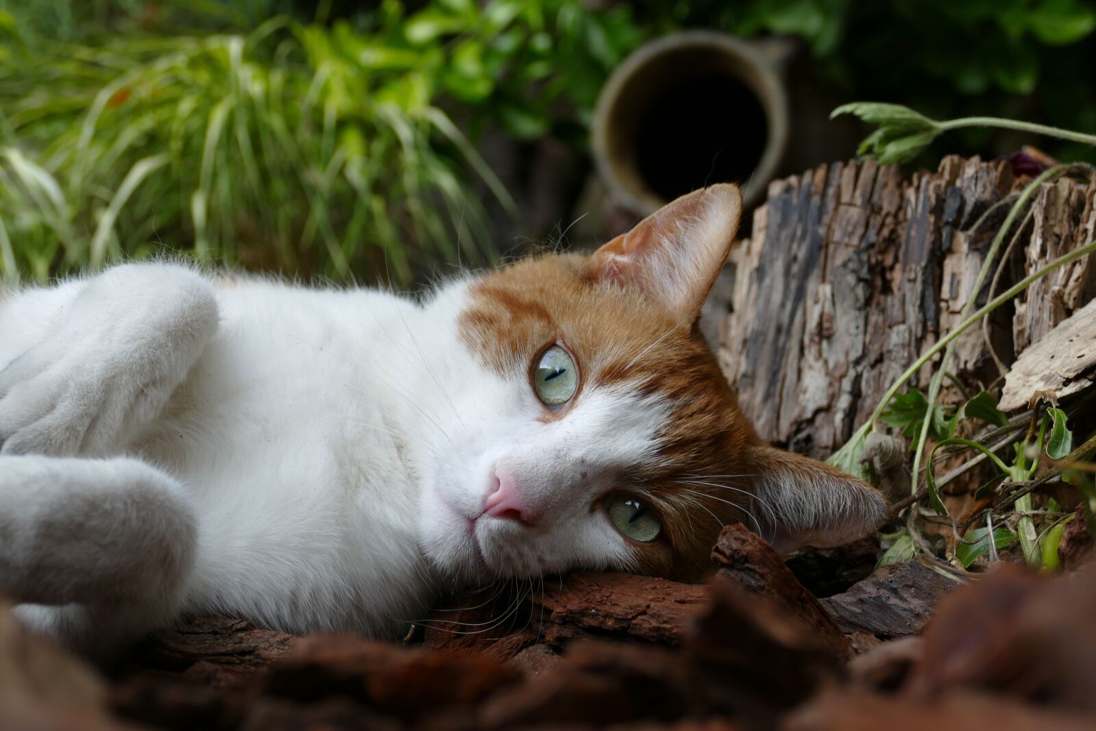 Panasonic Lumix DMC-FZ1000 sample photo. Cat, pet, mammal photography