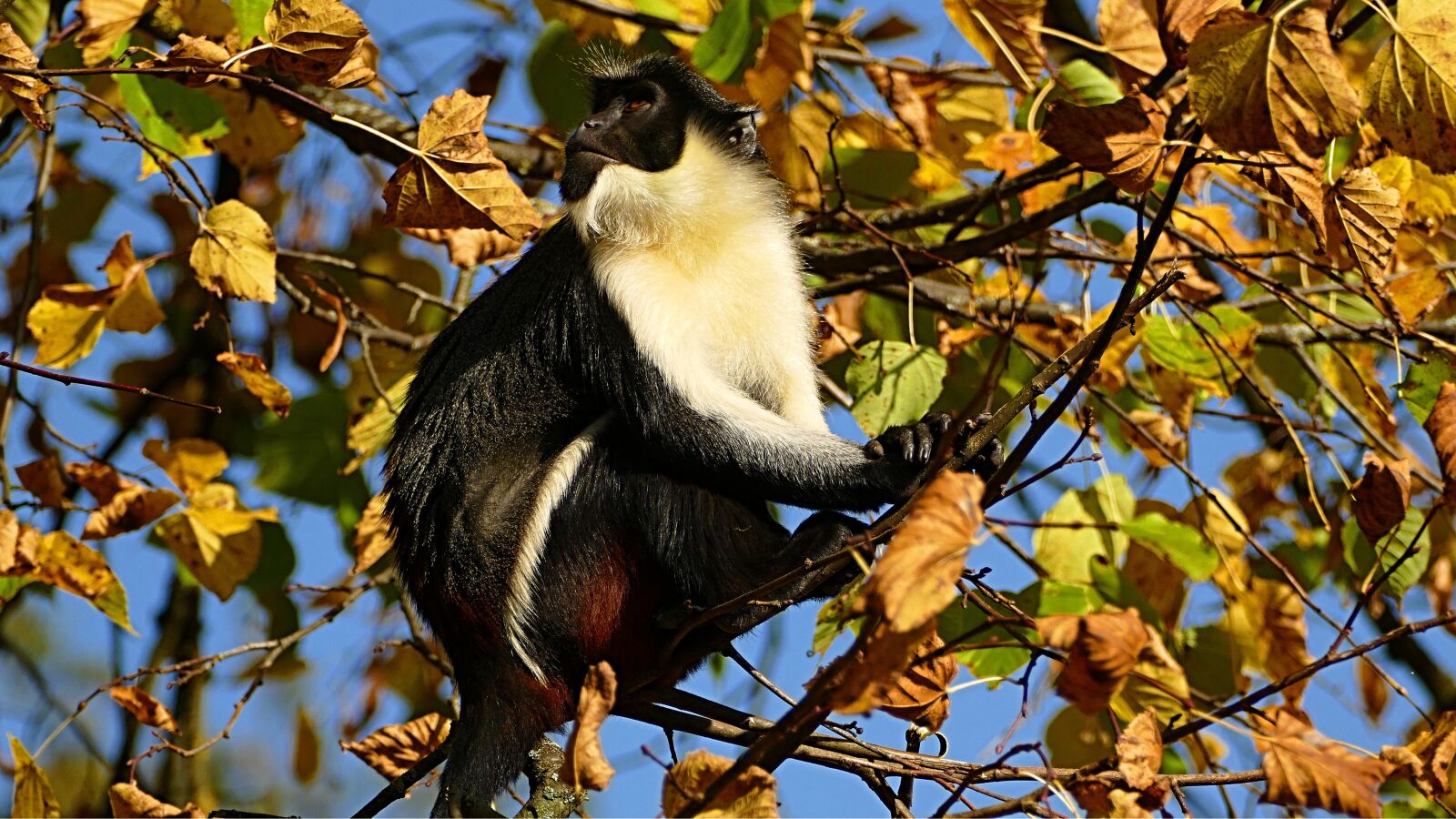 Panasonic Lumix DMC-FZ1000 sample photo. Monkey, leaves, zoo photography