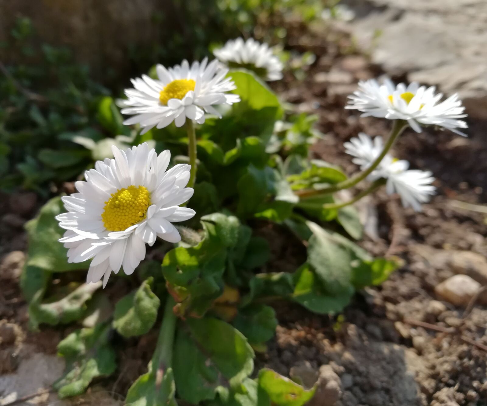HUAWEI honor 6x sample photo. Daisies, flowers, nature photography