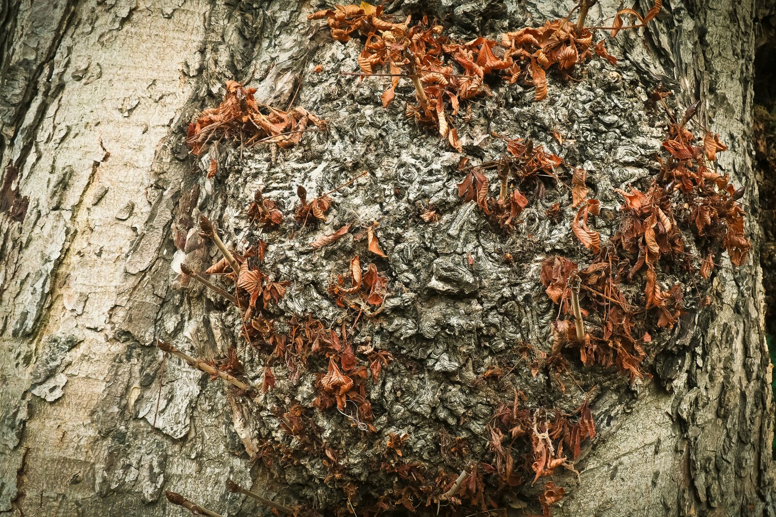 Olympus OM-D E-M10 sample photo. Tree, bark, log photography