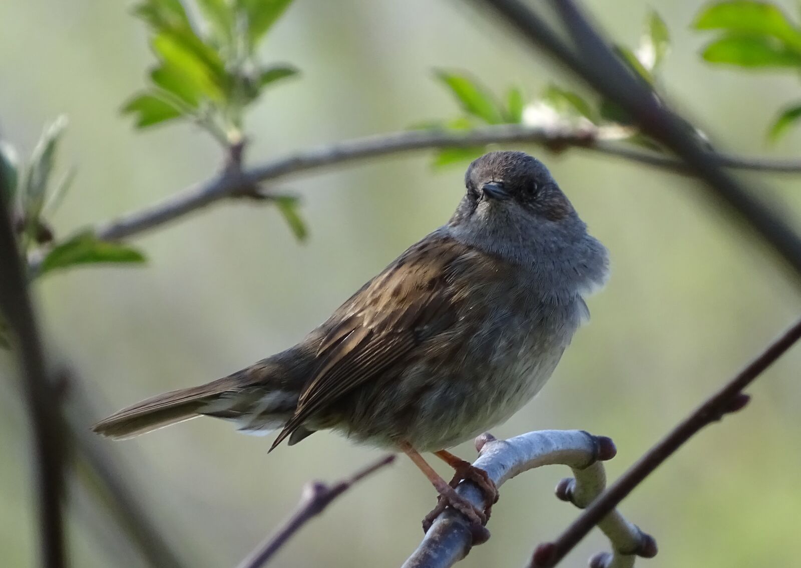 Sony Cyber-shot DSC-HX400V sample photo. Songbird, macro, close up photography
