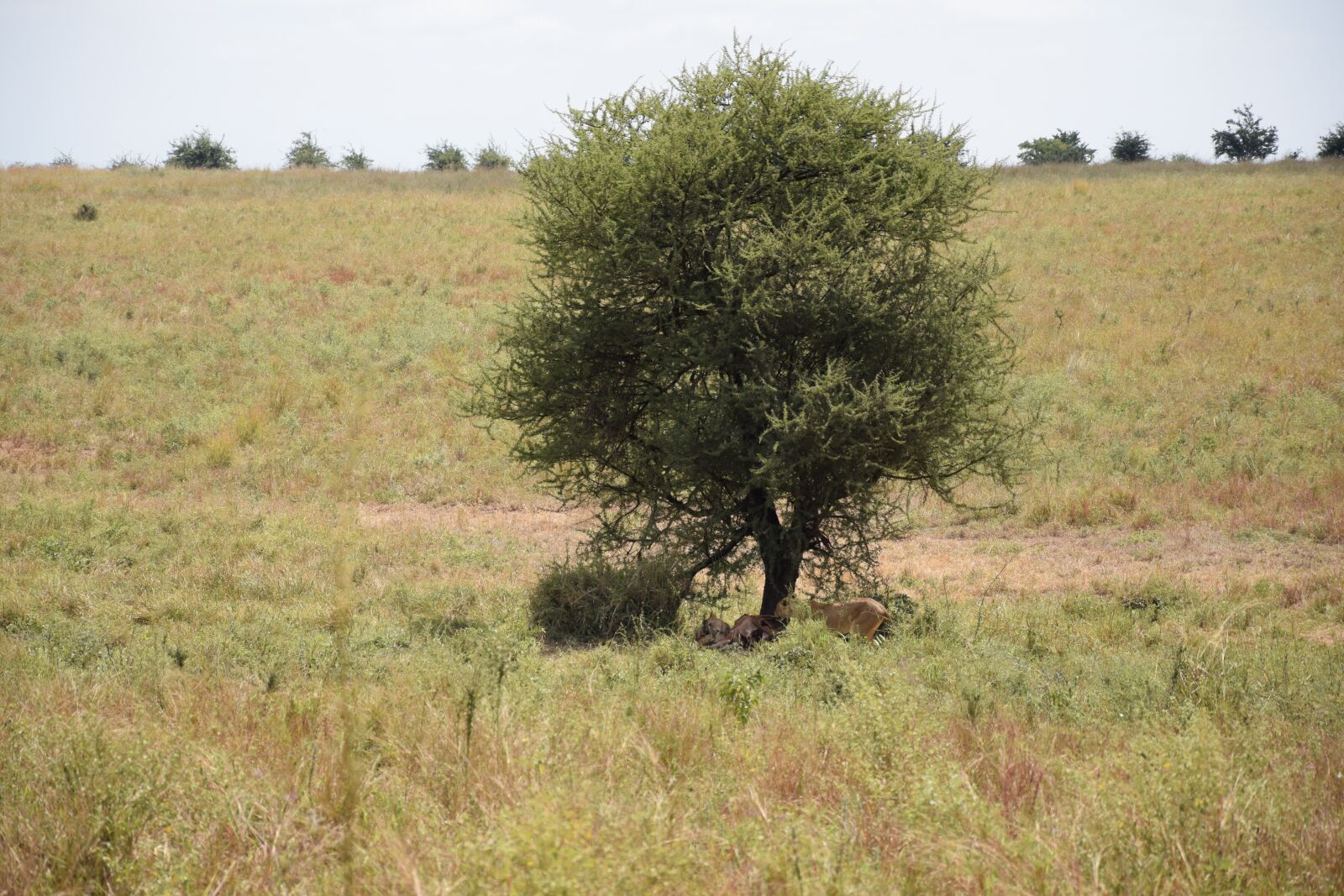Nikon D5300 sample photo. Lion, savannah, serengeti photography