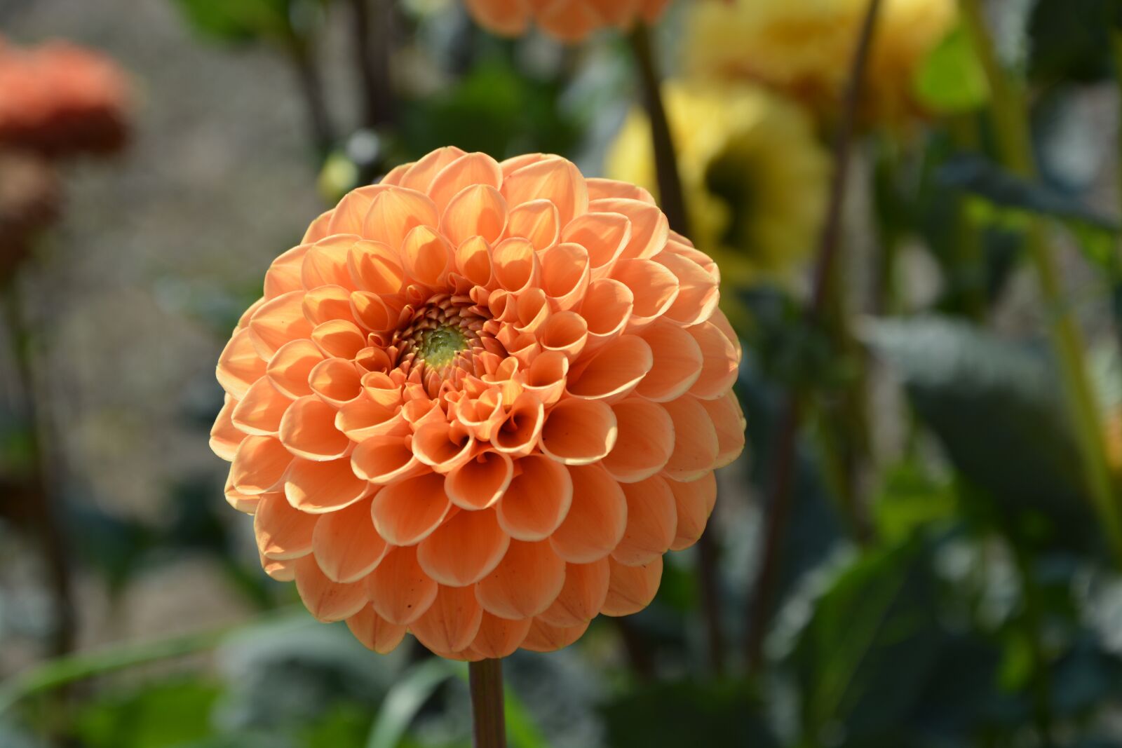 Nikon D5200 sample photo. Flower, flower bloom summer photography