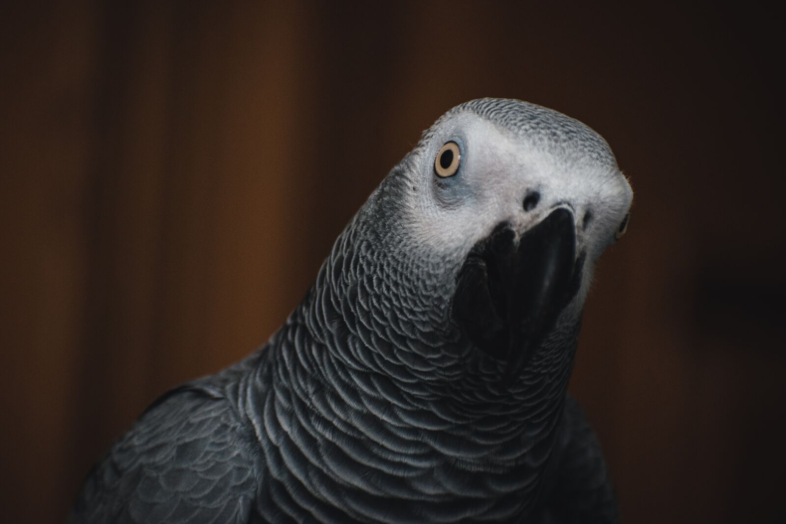 Nikon D3500 sample photo. Gray parrot, parrot, bird photography