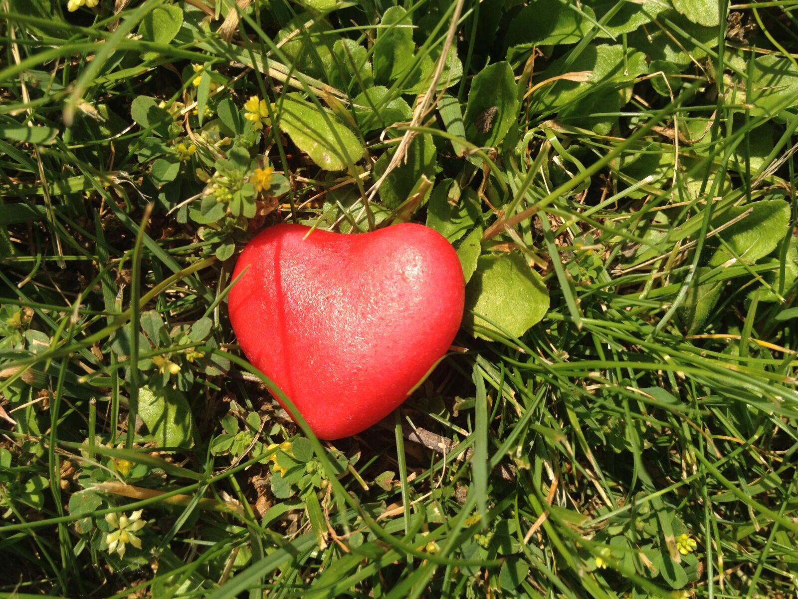 Apple iPhone 4S sample photo. Nature, leaf, summer photography