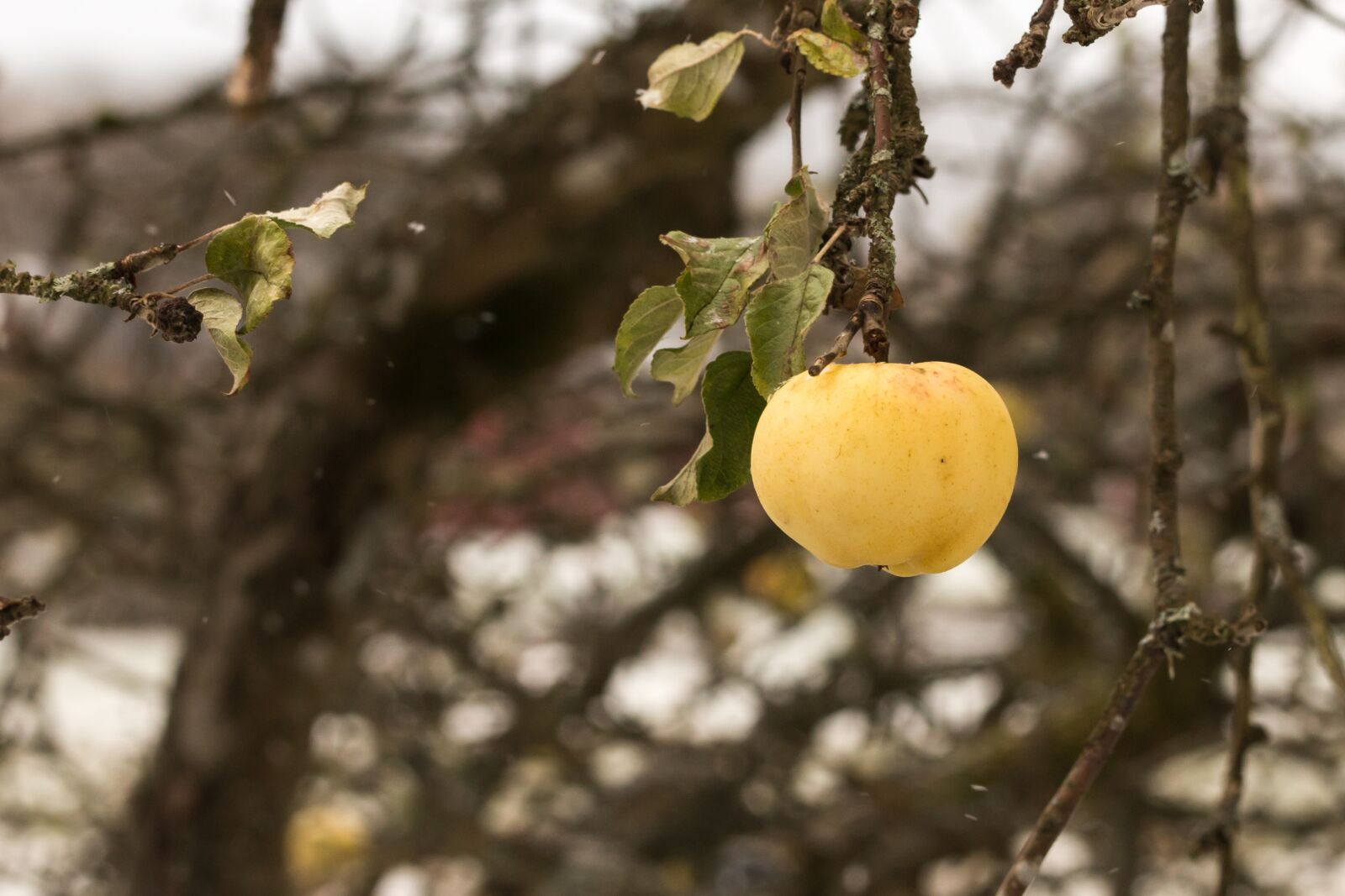 Canon EOS 70D sample photo. Apple, tree, fruit photography