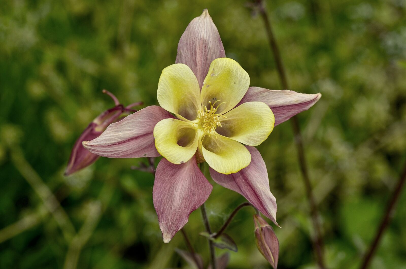 Nikon D7000 sample photo. Columbine, flower, purple photography