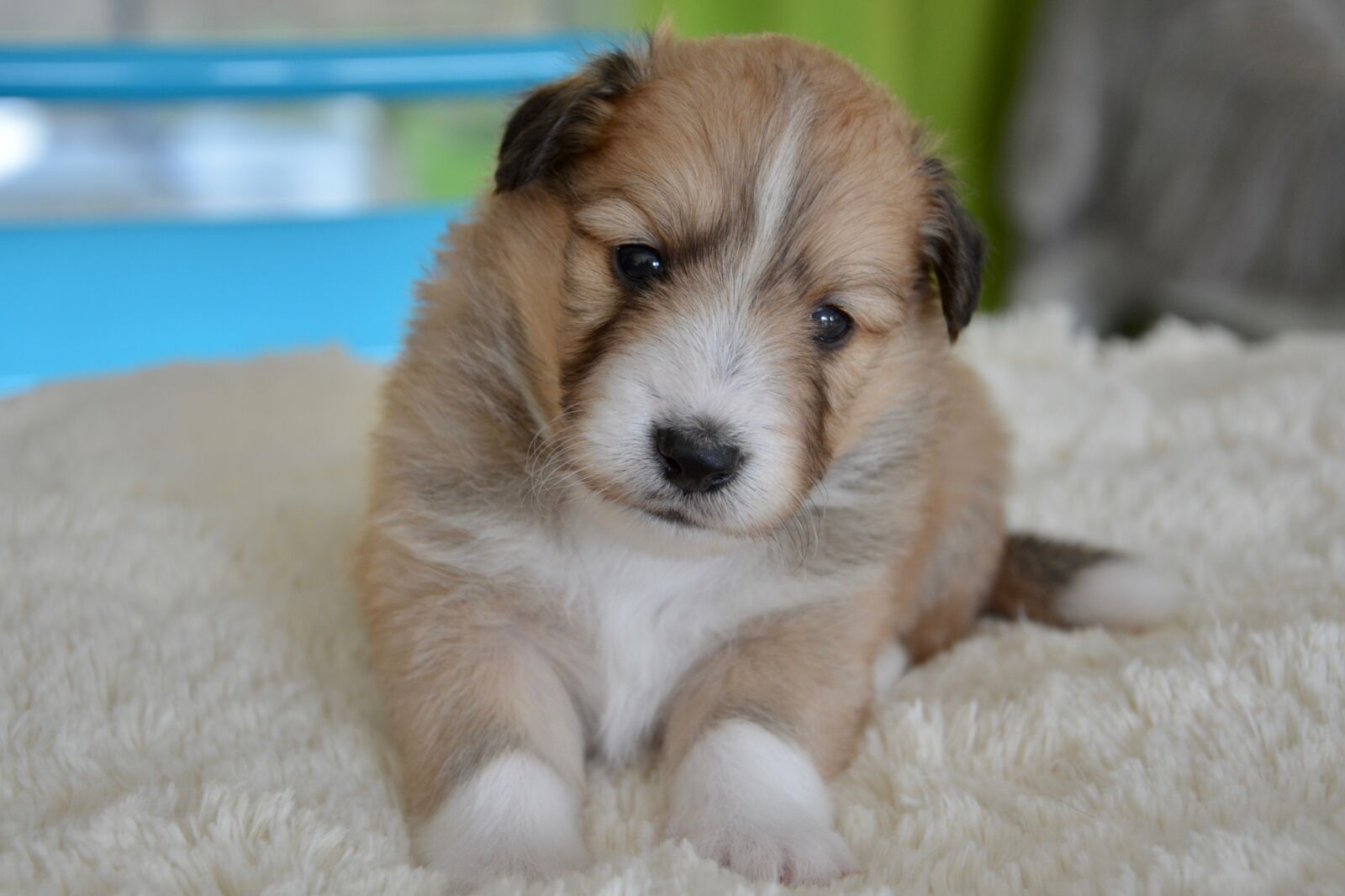 Nikon D5200 sample photo. Puppy, pup, puppies colour photography