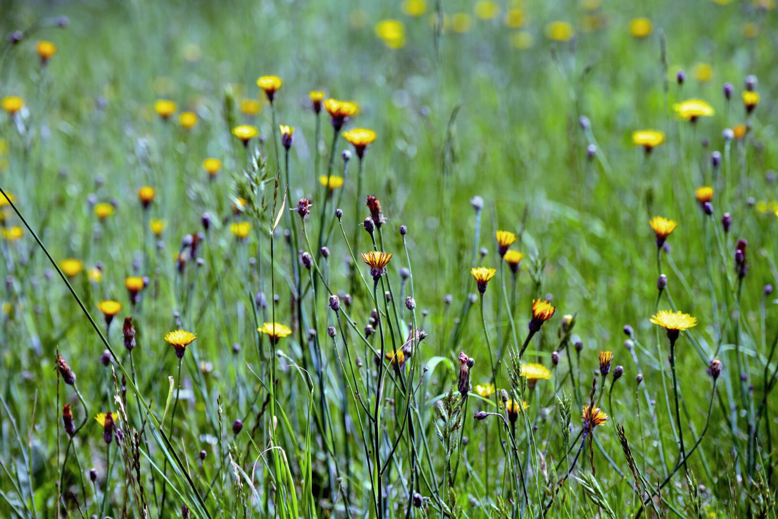 Nikon D610 sample photo. Grasses, meadow, summer photography