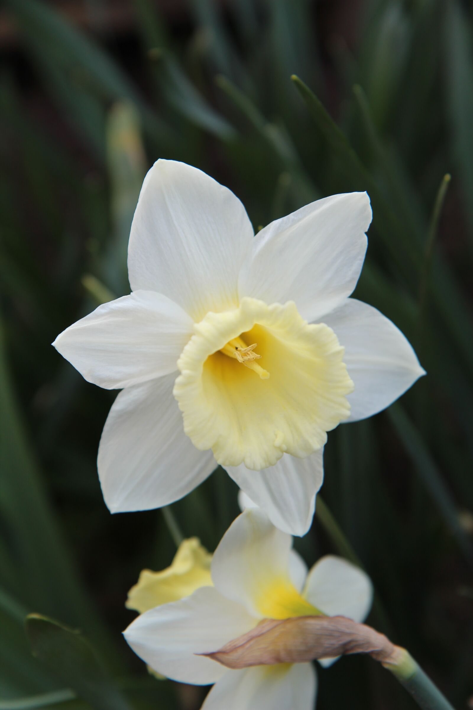 Canon EOS 600D (Rebel EOS T3i / EOS Kiss X5) sample photo. Narcissus, narcissus white yellow photography