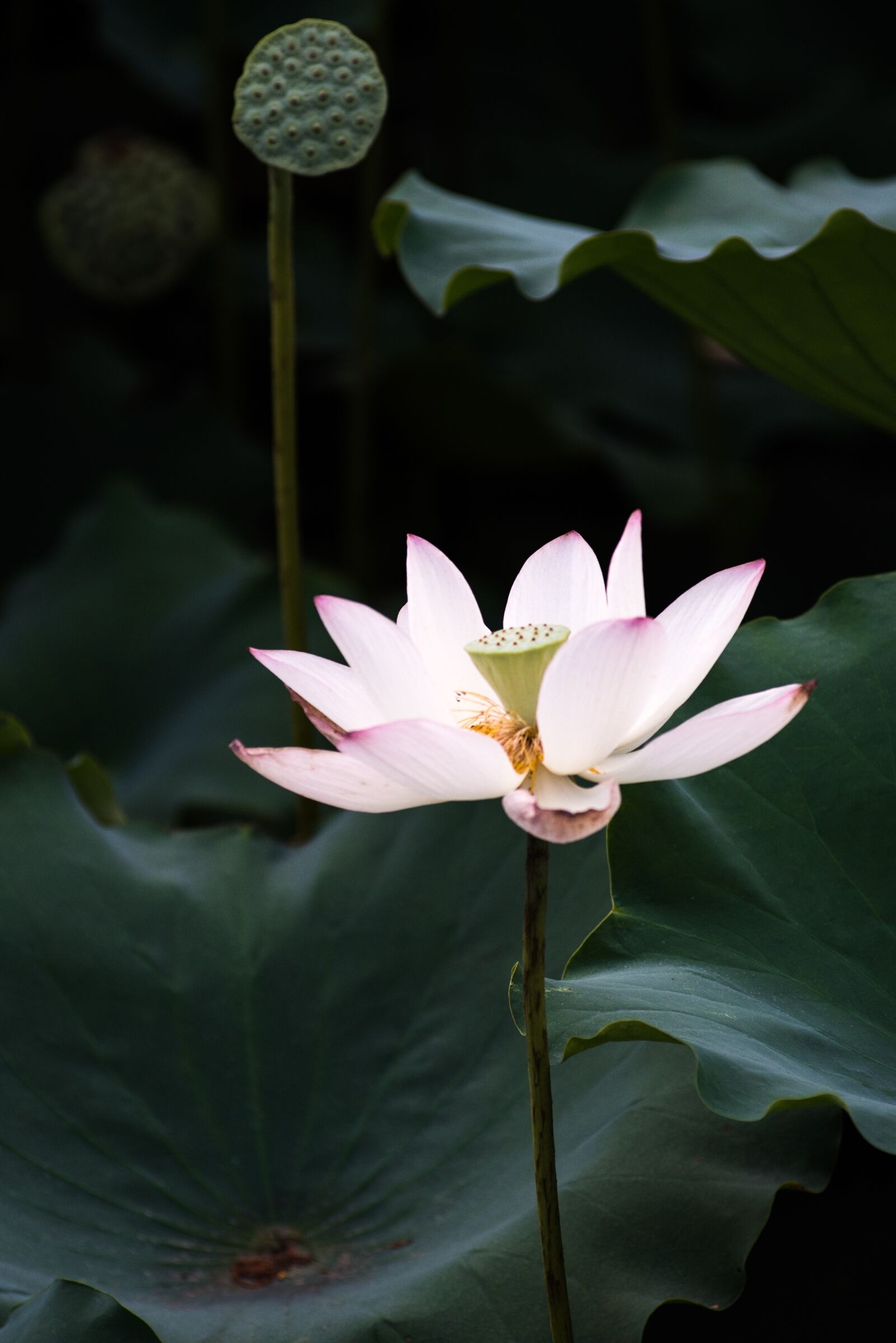 Nikon D810 sample photo. Lotus, summer, canton photography