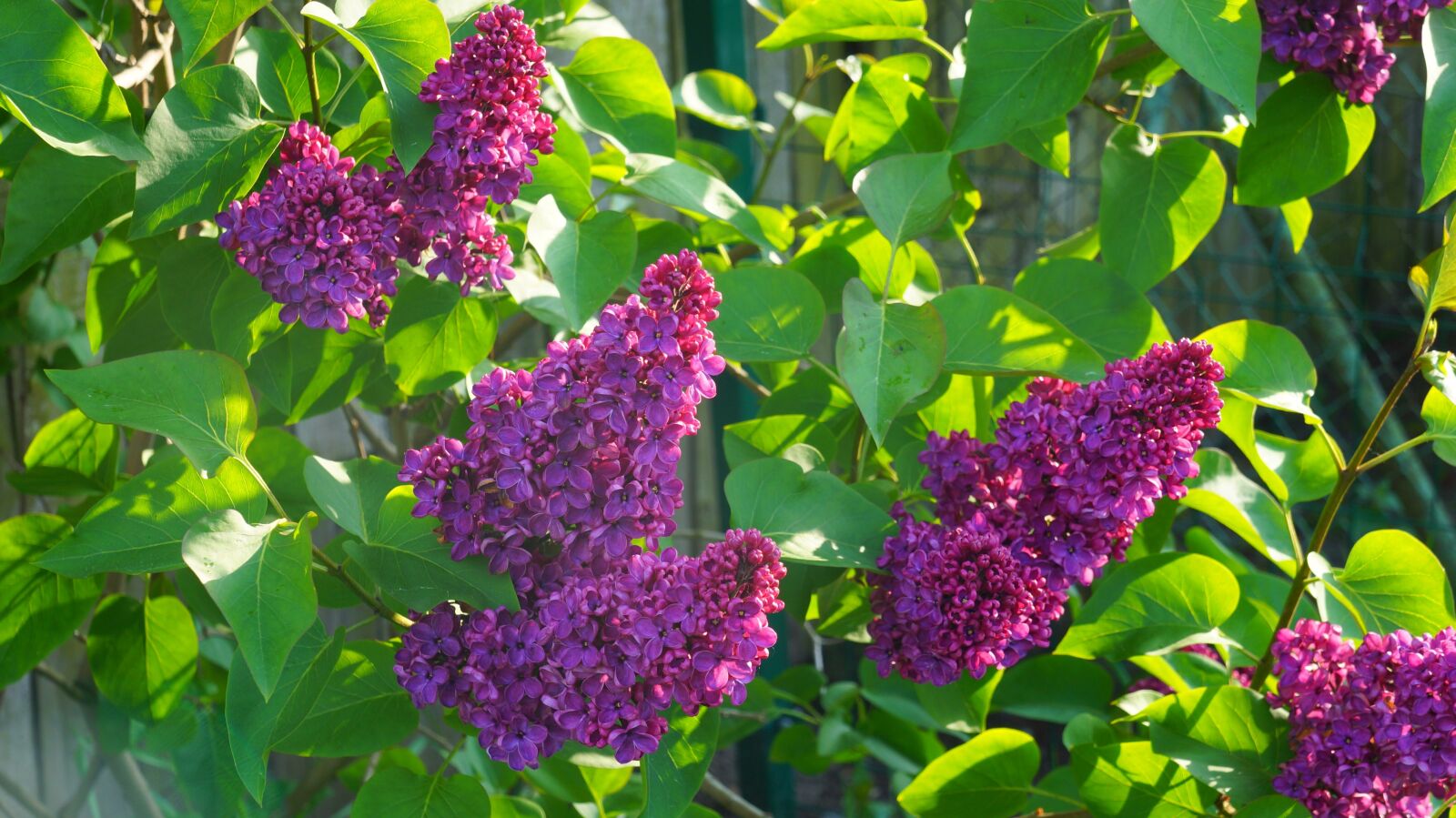 Sony Alpha a3000 sample photo. Nature, plants, blooming photography