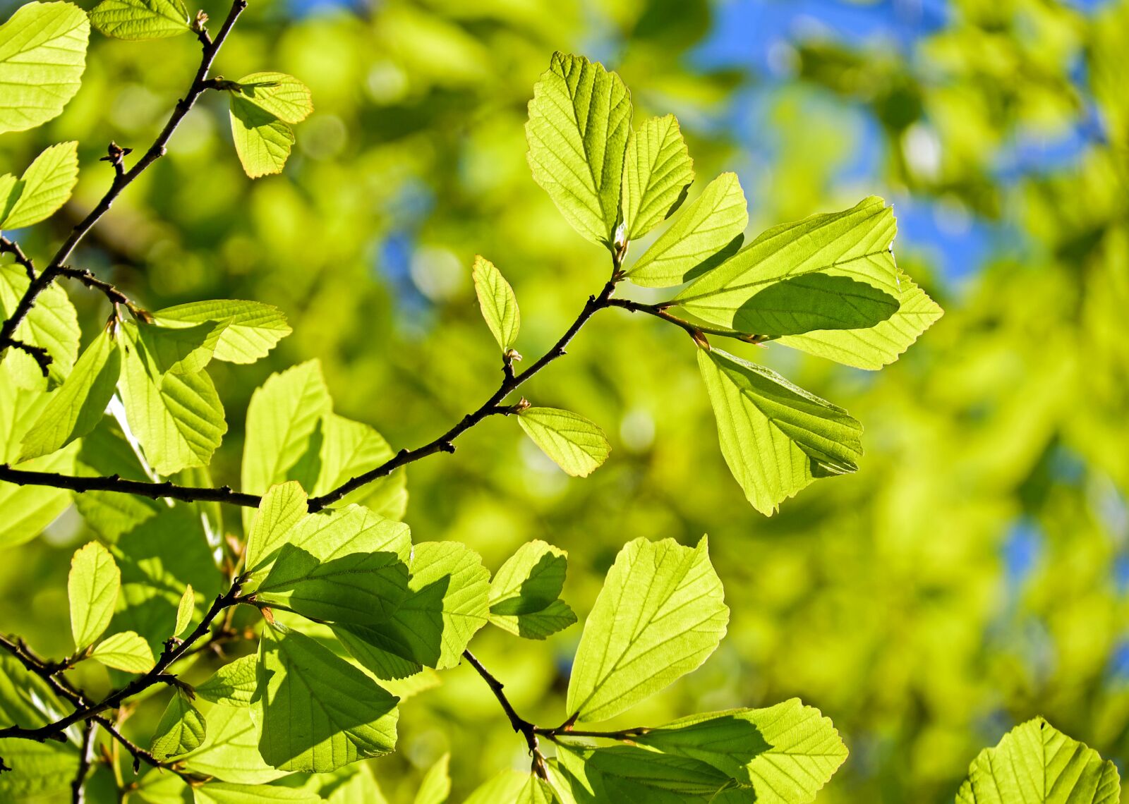 Fujifilm X-T10 + Fujifilm XC 50-230mm F4.5-6.7 OIS sample photo. Oak, tree, deciduous tree photography