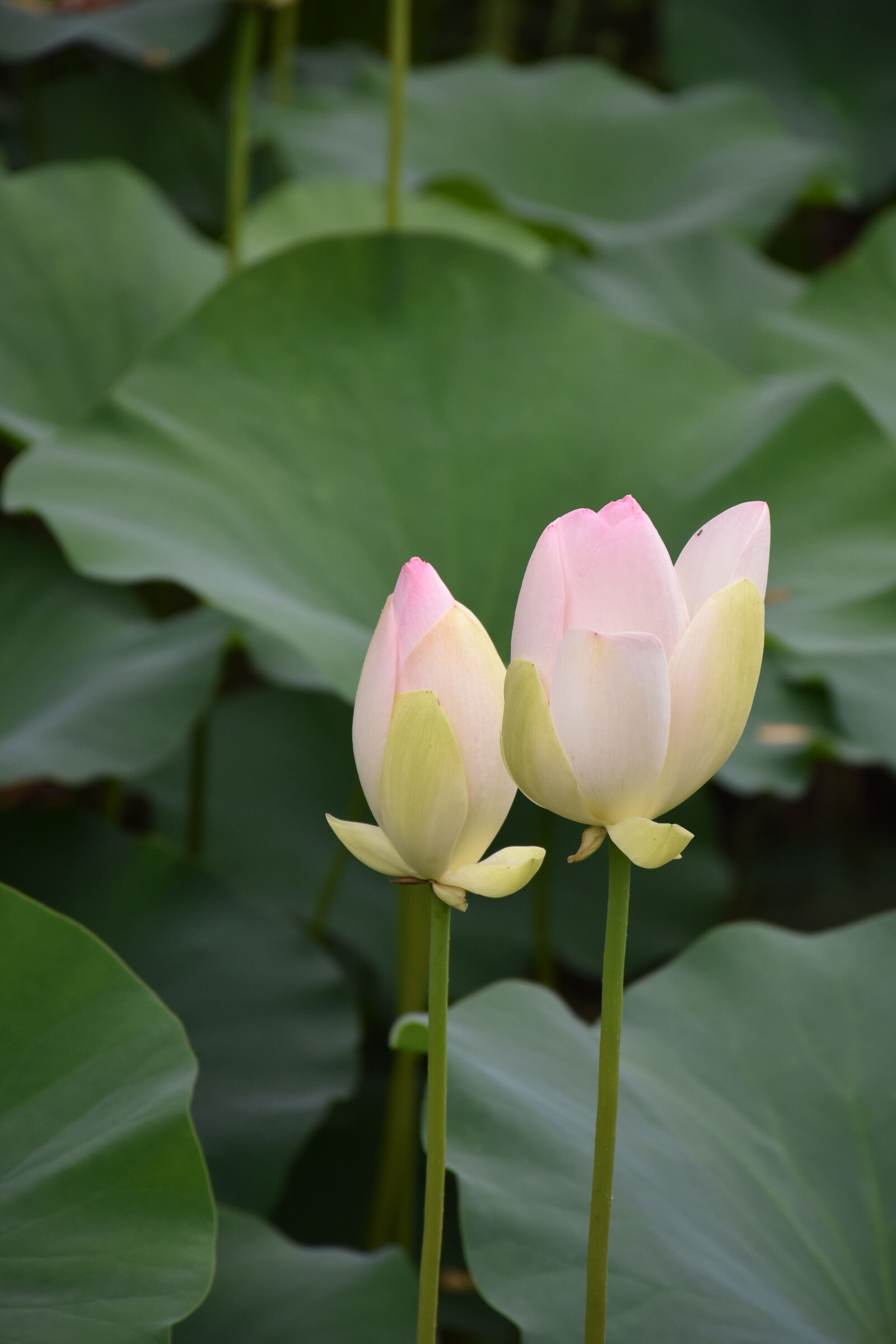 Nikon D7200 sample photo. Lotus, summer, flower photography