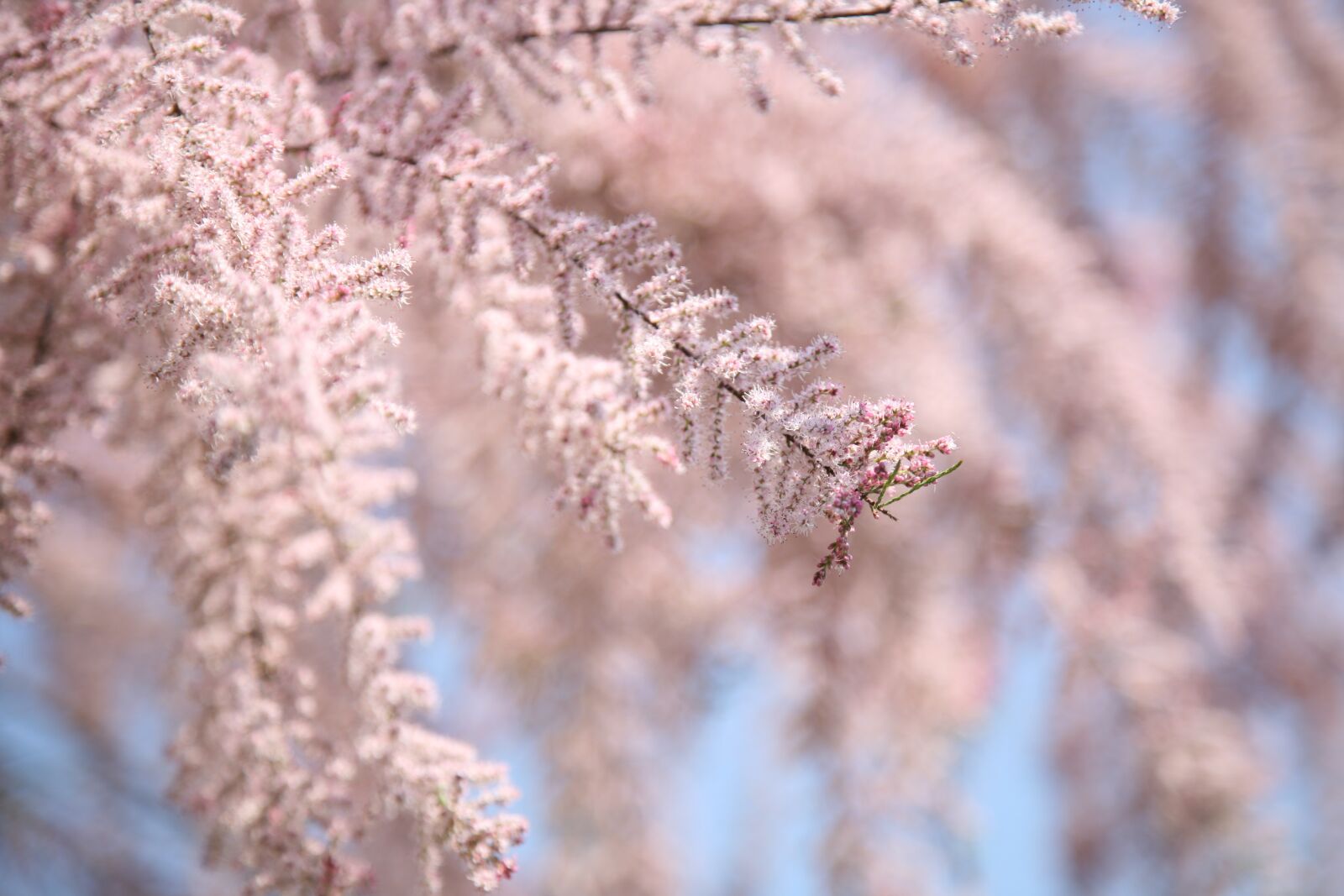 Canon EOS 5D sample photo. Tamarisk, flower bloom, pink photography