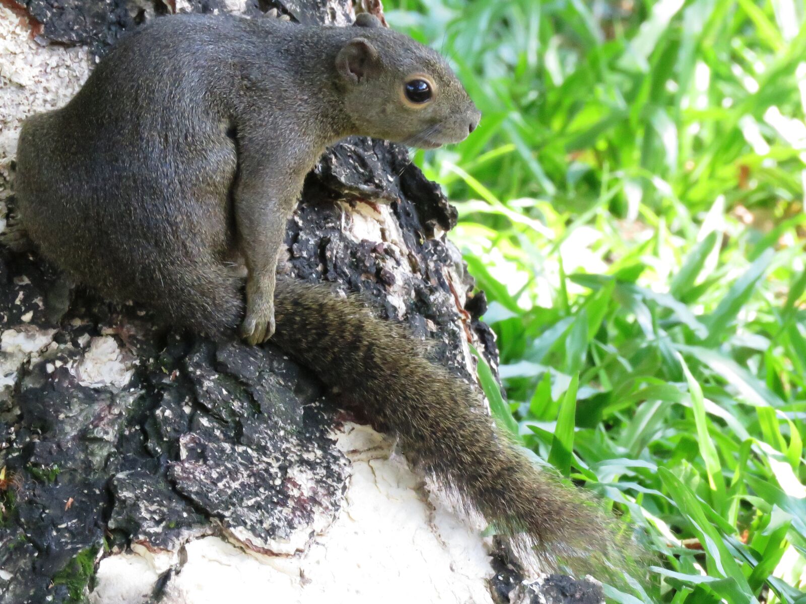 Canon PowerShot SX60 HS sample photo. Squirrel, sitting, tree photography
