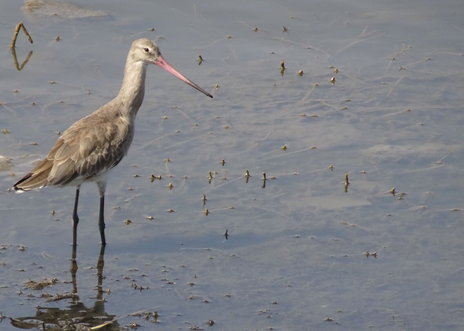 Sony Cyber-shot DSC-HX90V sample photo. Bird, black-tailed godwit, limosa photography