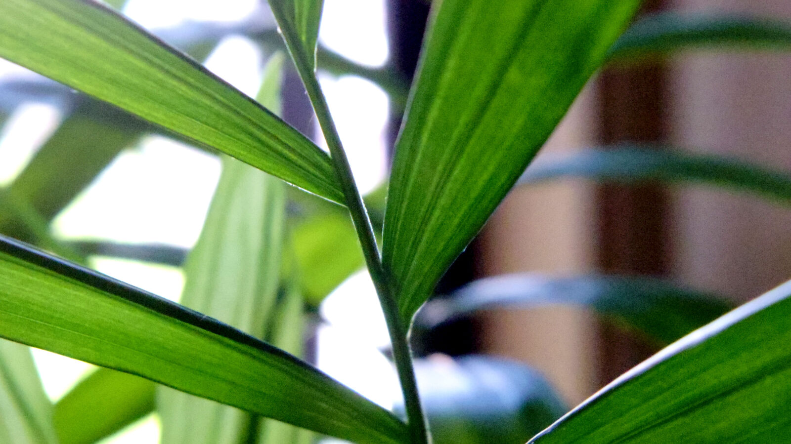 Pentax Q10 sample photo. Leaves photography