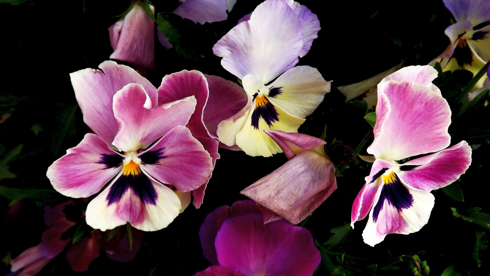 Fujifilm FinePix S3400 sample photo. Flora, flowers, pansies photography