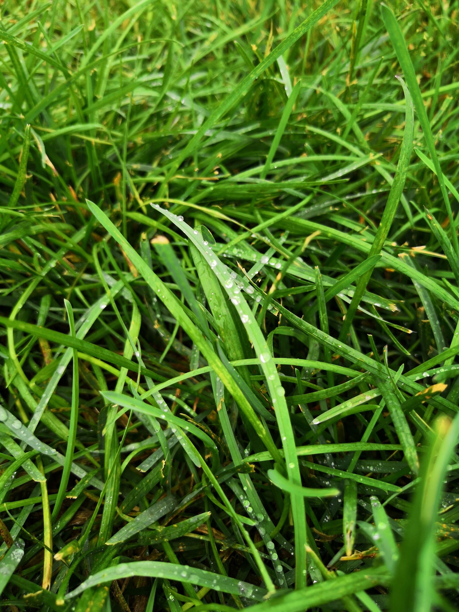 HUAWEI Honor View 10 sample photo. Grass, wet, dew photography