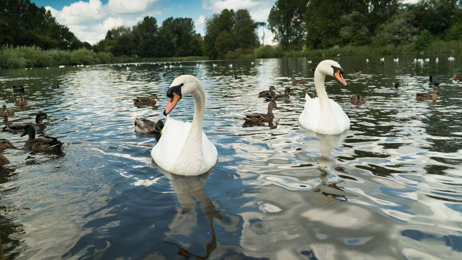 Sony a7S sample photo. Swans, water, lake photography