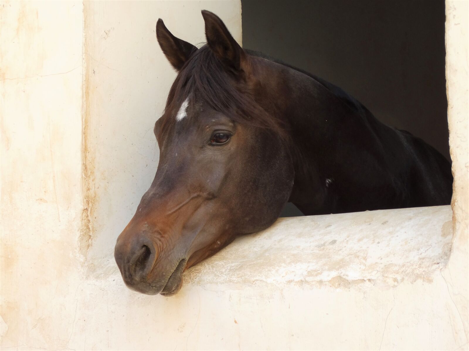 Sony Cyber-shot DSC-HX300 sample photo. Horse, window, rausschauen photography