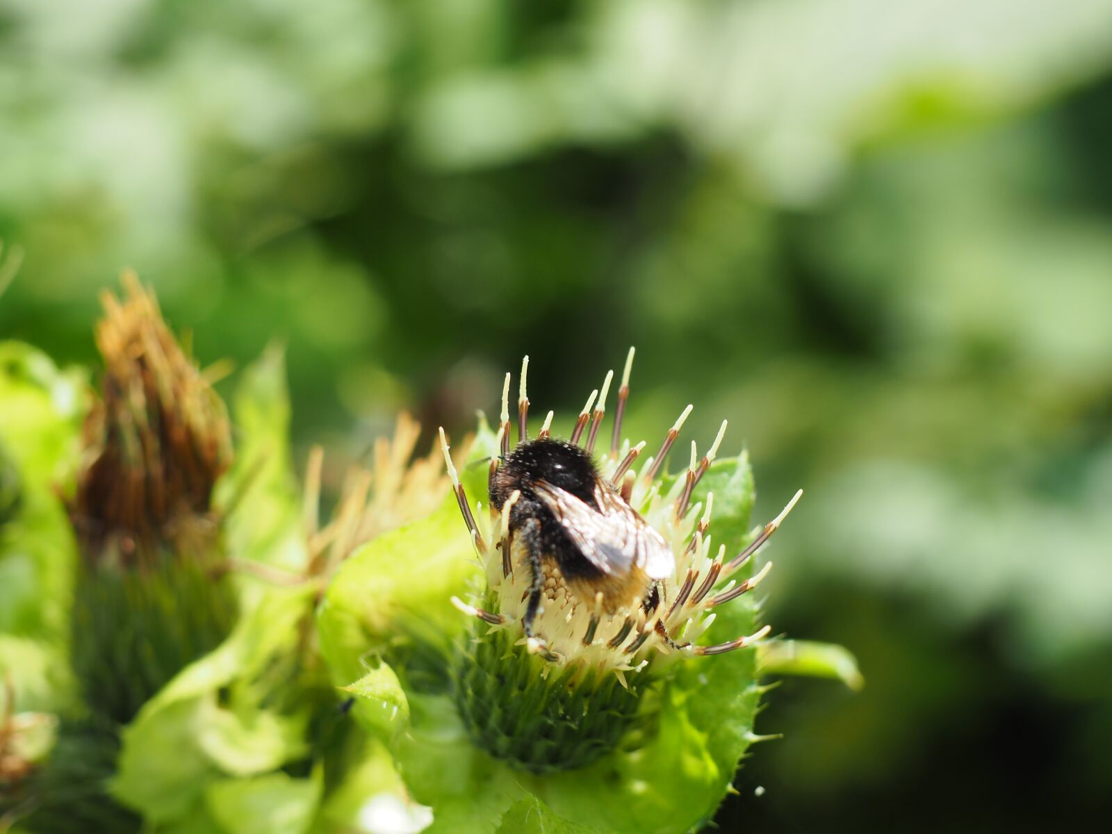 Olympus OM-D E-M10 sample photo. Hummel, thistle, pollination photography