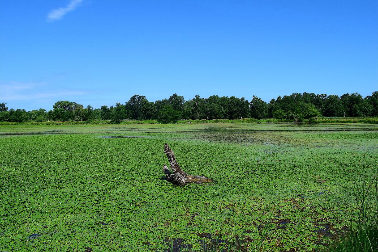 Nikon D3300 sample photo. Pond, marsh, green photography
