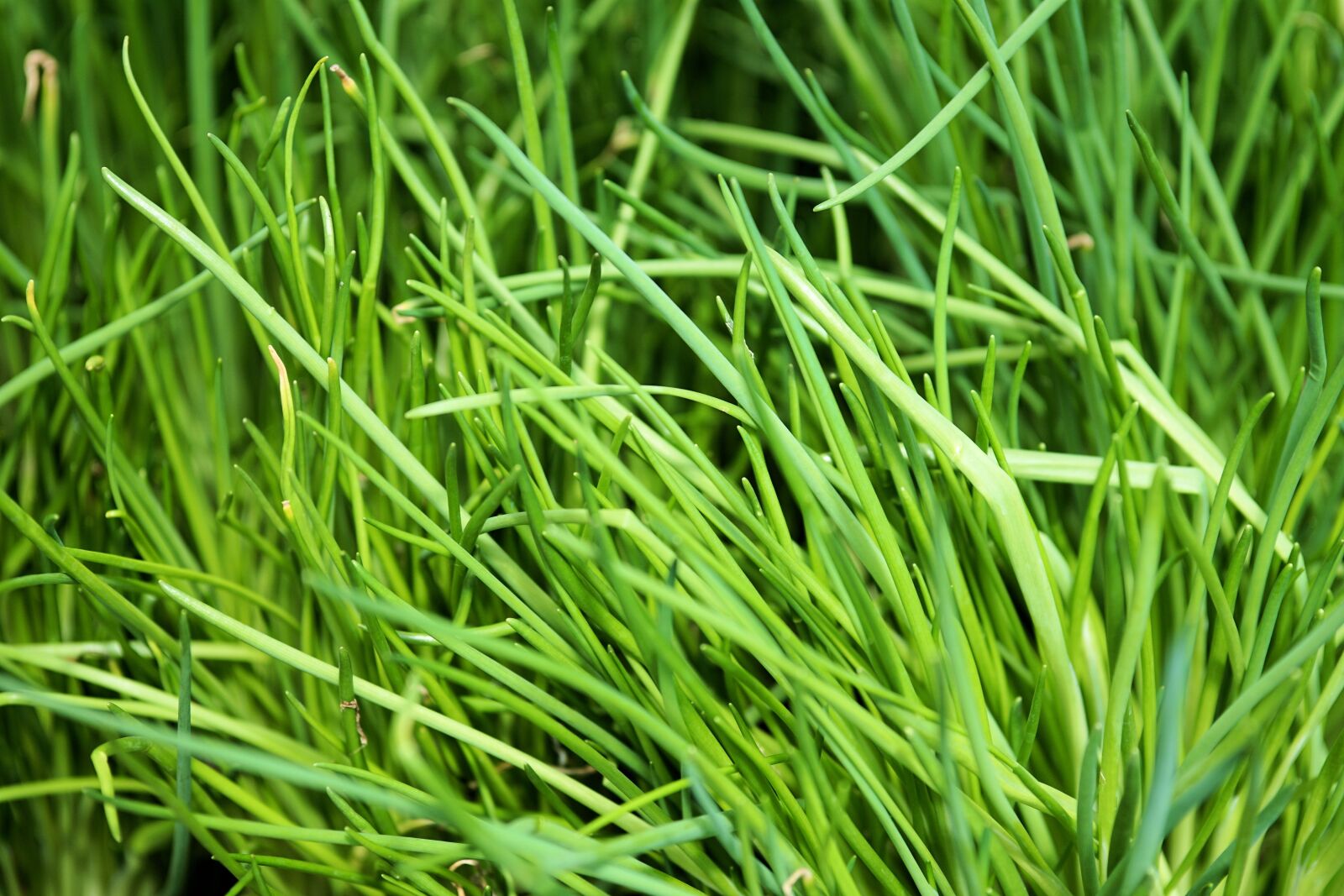 Sony a6000 + E 60mm F2.8 sample photo. Chives, plant, spice photography