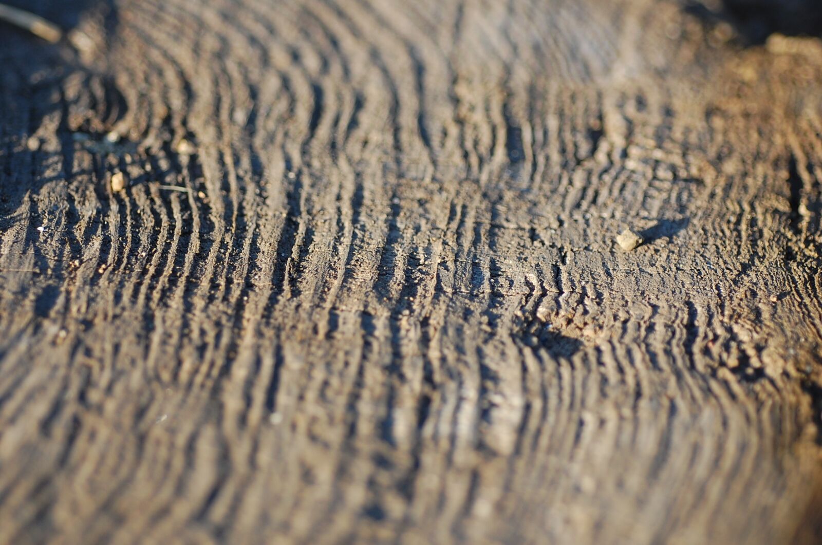 Nikon D40 sample photo. Tree rings, stump, wood photography