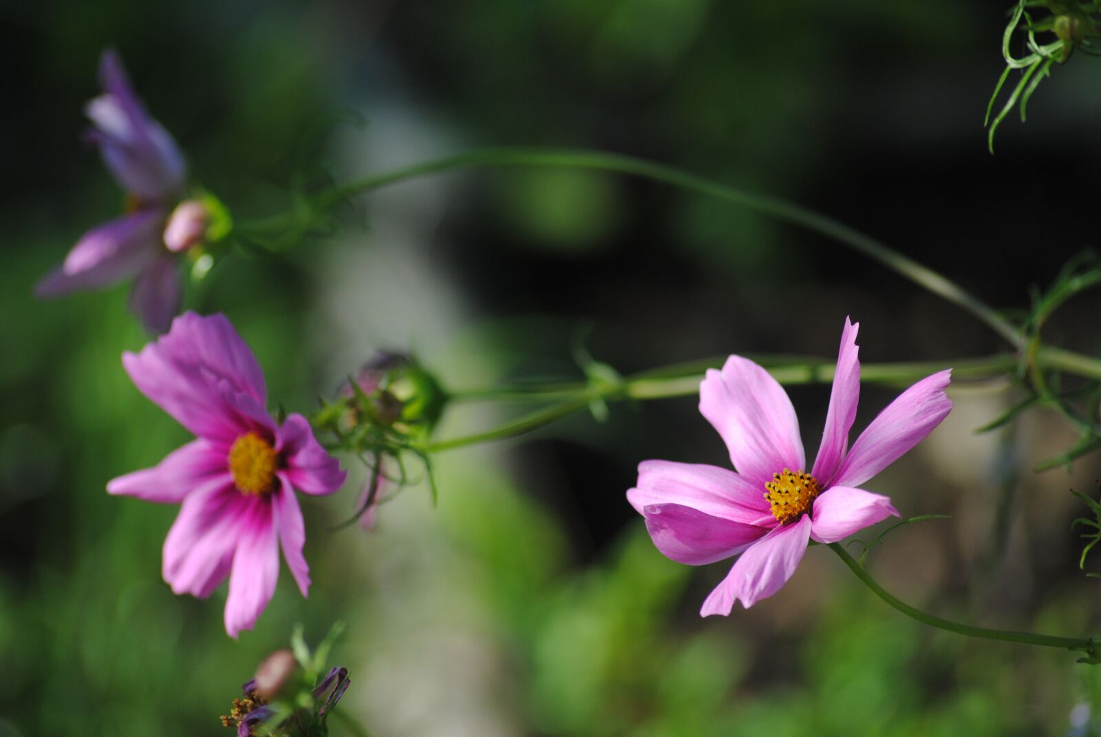 Nikon D3000 sample photo. Nature, flower, summer photography
