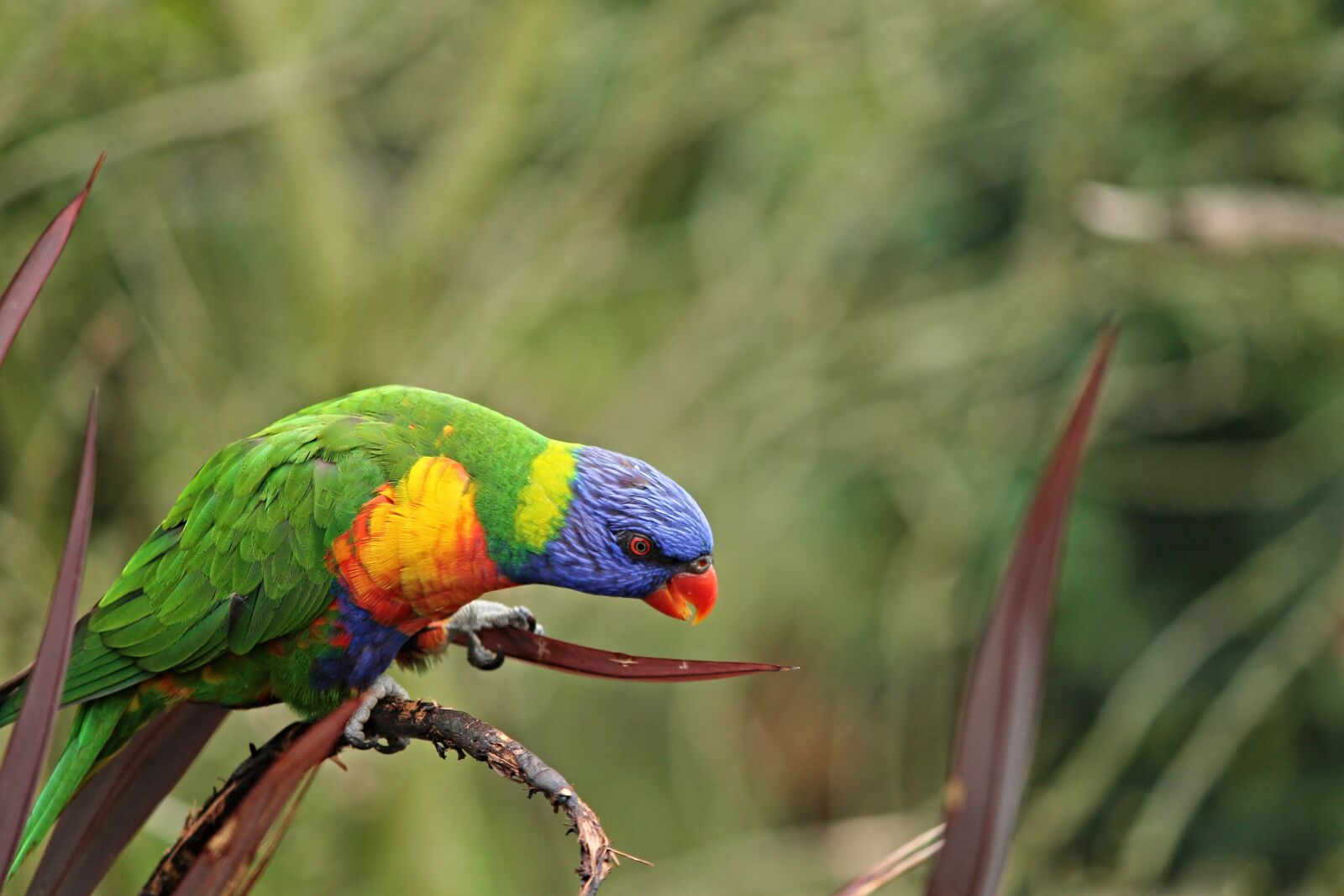Canon EOS 1100D (EOS Rebel T3 / EOS Kiss X50) sample photo. Parrot, bird, lorikeet photography