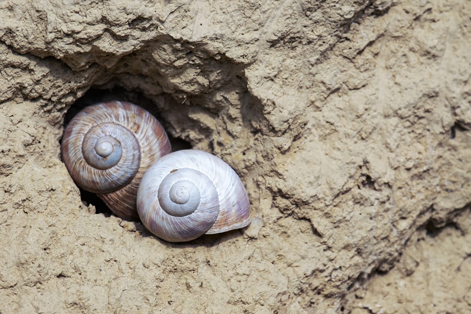Fujifilm XF 55-200mm F3.5-4.8 R LM OIS sample photo. Snails, shell, snail shell photography