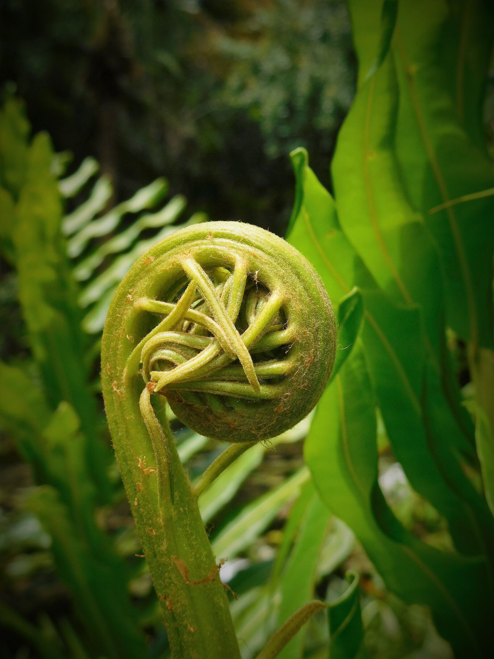 Nikon Coolpix S7000 sample photo. Fern, fiddlehead, plant photography