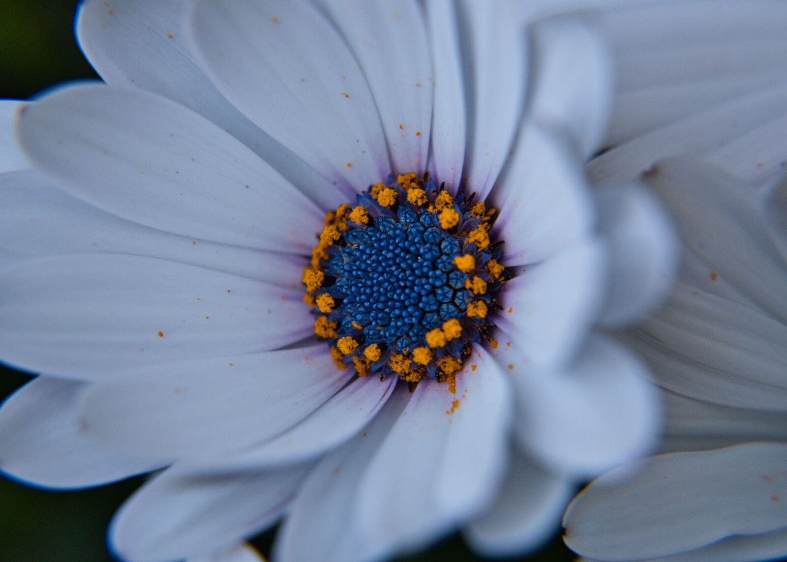 Sony a6400 sample photo. Chrysanthemums, flowers, garden photography