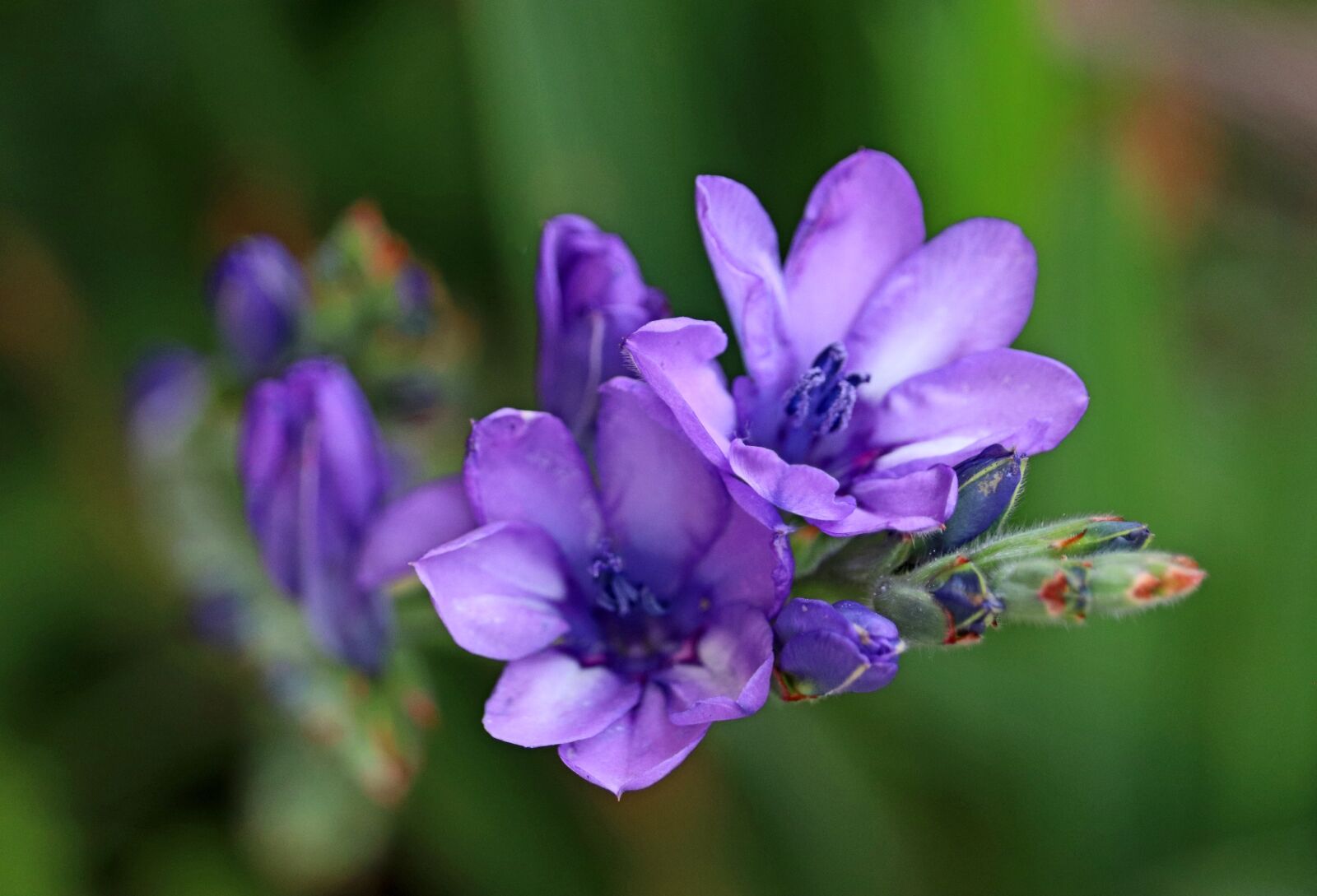 Canon EOS 800D (EOS Rebel T7i / EOS Kiss X9i) sample photo. Flower, purple, babiana photography