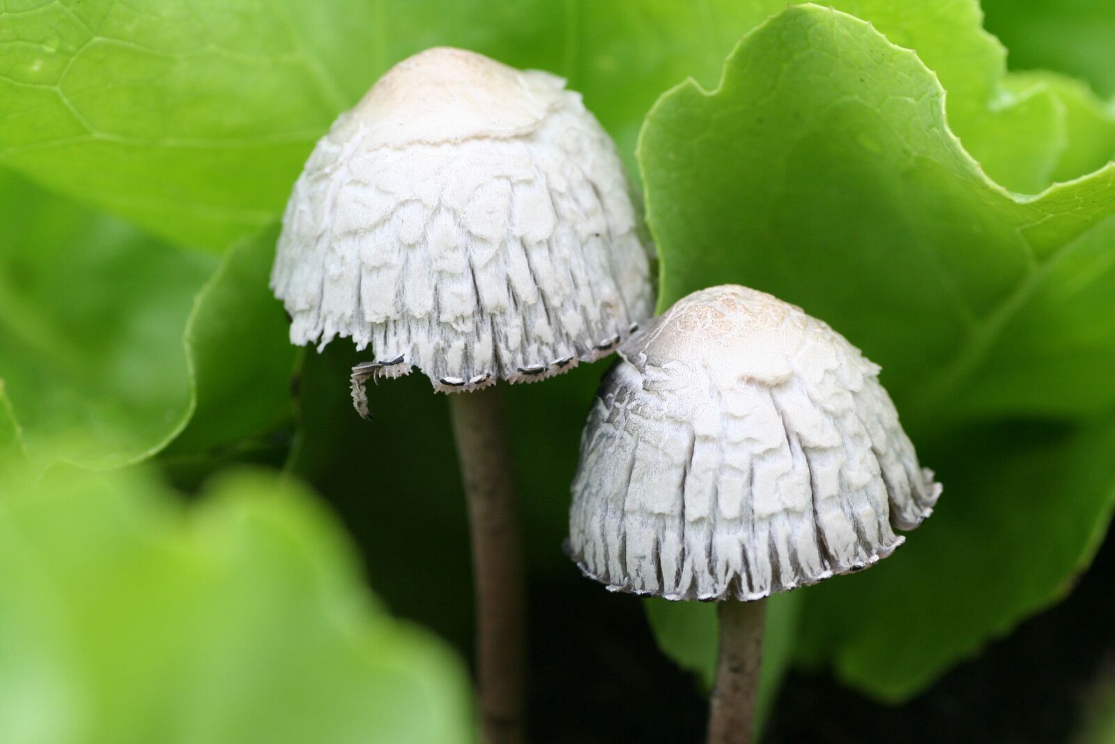 Canon EOS 350D (EOS Digital Rebel XT / EOS Kiss Digital N) sample photo. Mushrooms, salad, leaves photography